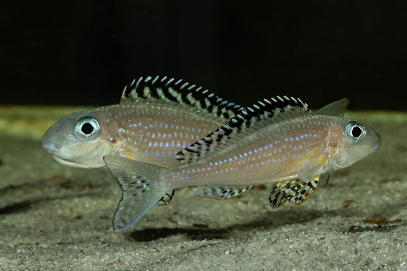 Xenotilapia papilio 'Tembwe Deux'